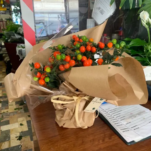 Drago Fiori - Piante e giardino a Genova (4)