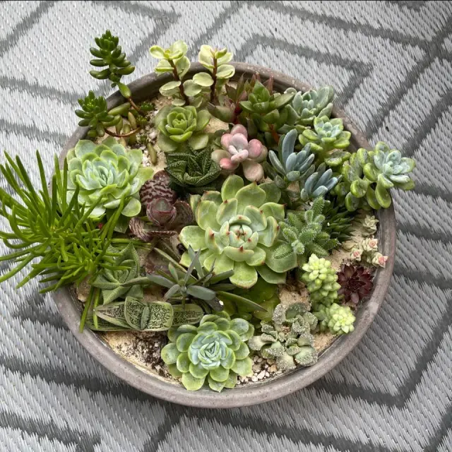 Succulentis - Piante e giardino