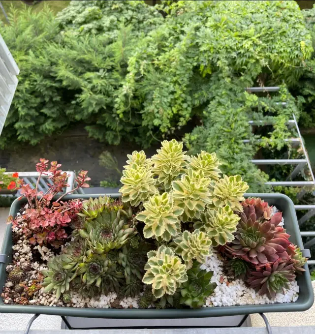 Succulentis - Piante e giardino (2)