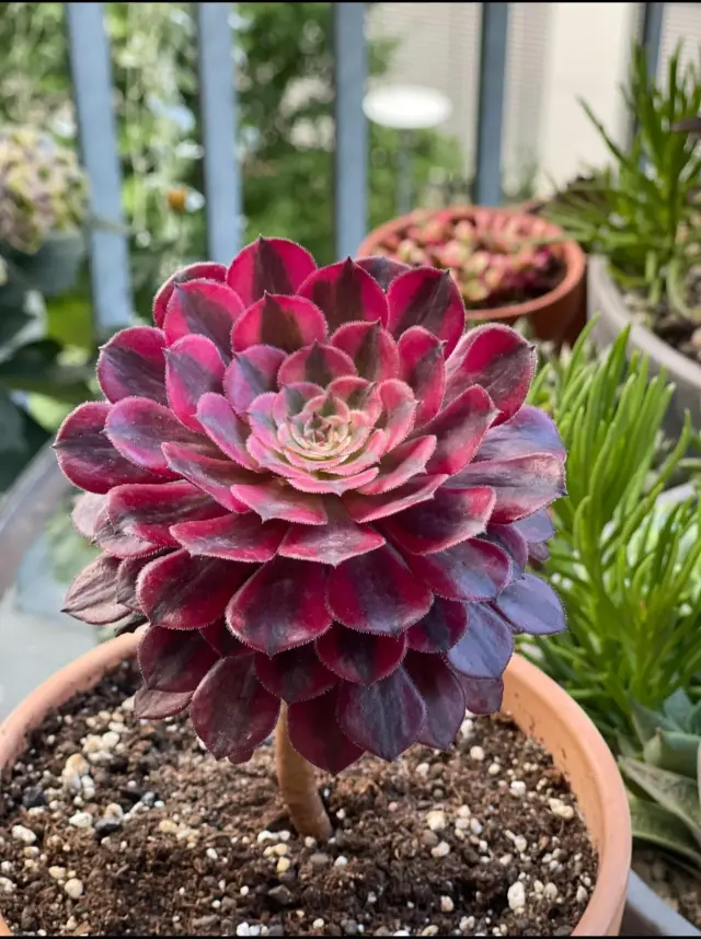 Succulentis - Piante e giardino (3)