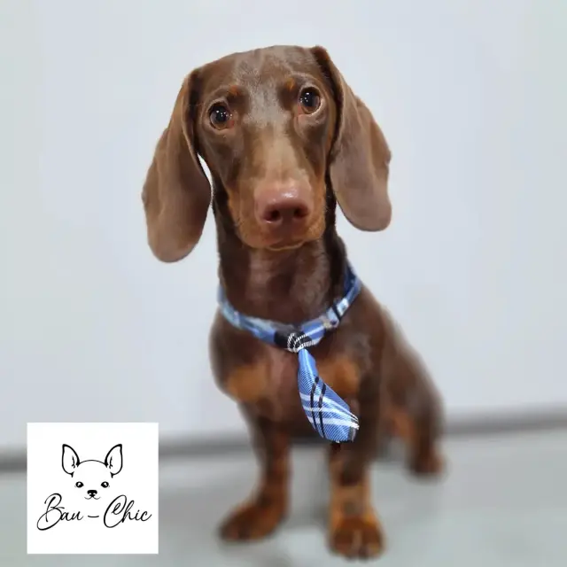 Bau Chic - Toelettatura a Genova