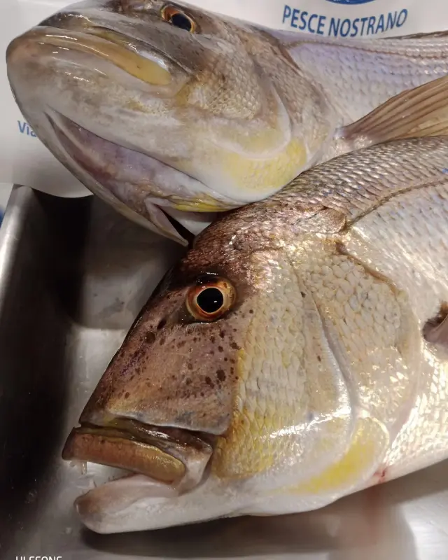 Pescheria Bagnara - Pescherie a Genova (6)