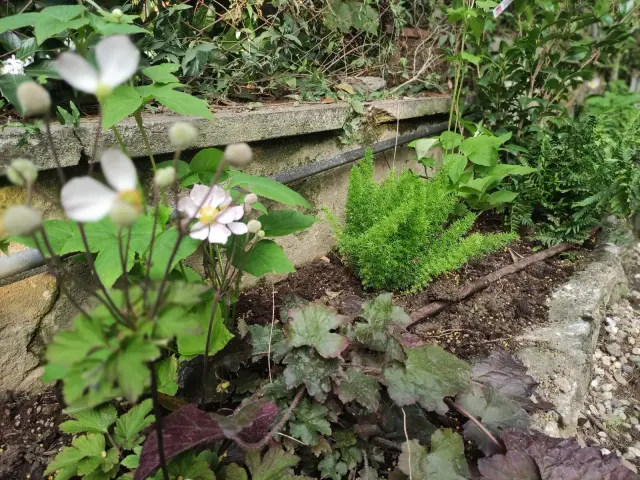 IntelliGarden - Piante e giardino