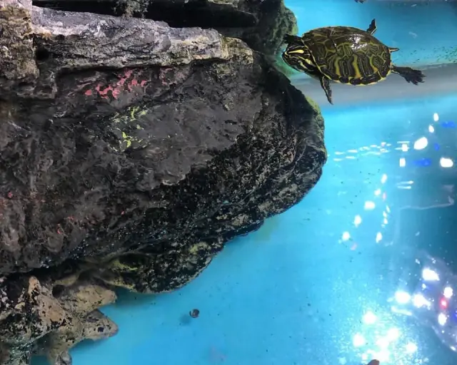 Il Paradiso dei cuccioli - Negozi per animali a Genova (2)