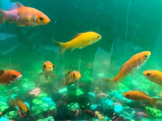 Il Paradiso dei cuccioli - Negozi per animali a Genova (4)