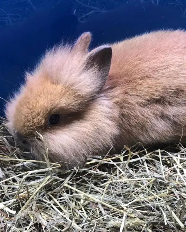 Il Paradiso dei cuccioli - Negozi per animali a Genova (6)