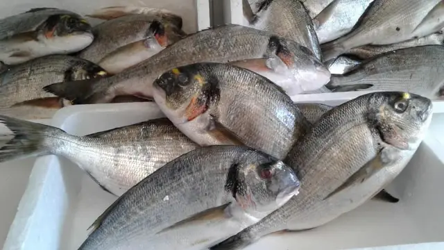 Ostaia Ribotta - Dove mangiare a Genova (5)