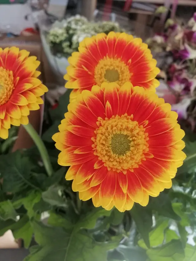 Il Giardino Incantato - Piante e giardino a Genova (4)