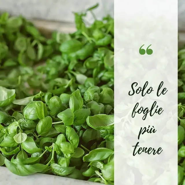 Bottega del Pesto - Prodotti tipici liguri a Genova (5)