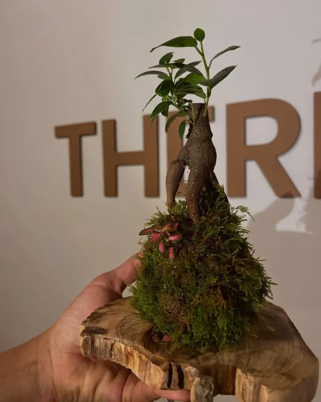 Therra Botanic - Piante e giardino a Genova