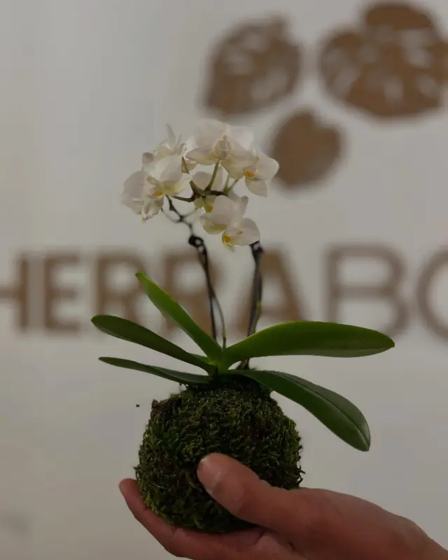Therra Botanic - Piante e giardino a Genova (3)
