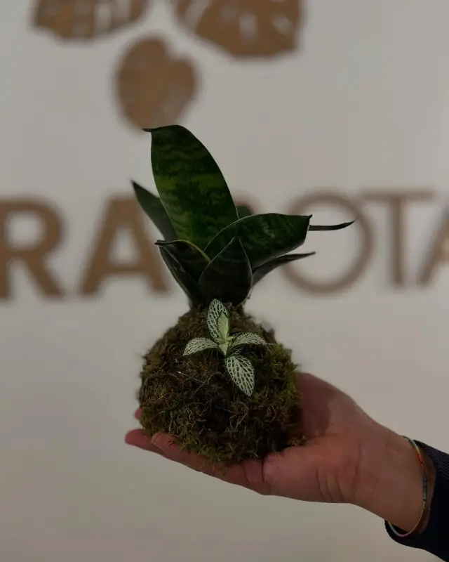 Therra Botanic - Piante e giardino a Genova (5)
