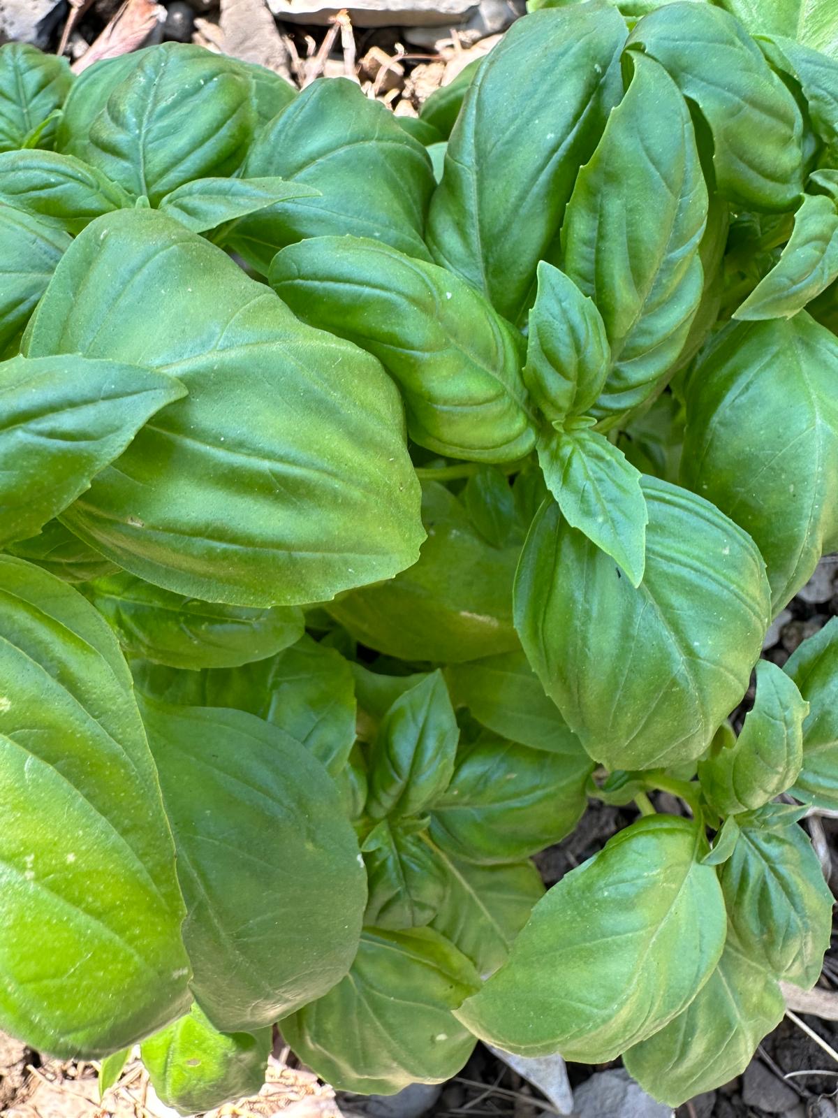 AZ agricola Armato Cristina - Prodotti tipici liguri a Lucinasco (5)